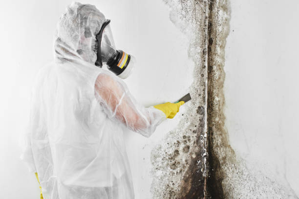 Best Biohazard Mold Removal  in Sisseton, SD